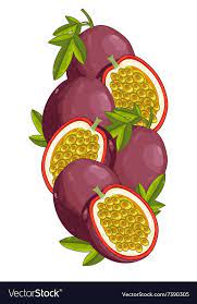Passion Fruit Isolated Composition Royalty Free Vector Image Passion Fruit Fruits Images Fruit Illustration