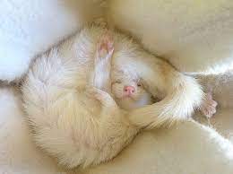 In this article, we'll cover everything you need to know about how to take care for a ferret so that your furry friend remains happy and healthy. Beginner S Guide To Ferret Care Vetcare Pet Hospital