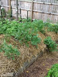 Bush types may be 3 feet long while some vining types get up to 20 feet long. How To Plant Seed Potatoes In The Ground In Pots In Straw