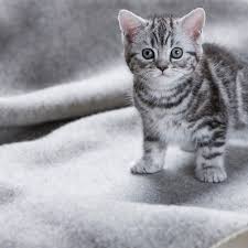 Die bengalkatze ist eine domestizierte katze mit den physischen eigenschaften der im dschungel lebenden kleinen felis bengalensis oder leopardkatze. Die Bengal Katze