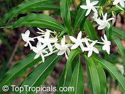 Image result for Alstonia venenata