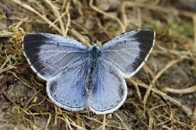 Image result for Celastrina argiolus