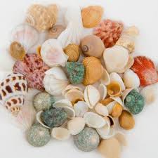 I Want To Get Some Shells For Basil Aquarium Decorations Fish Tank Accessories Aquarium