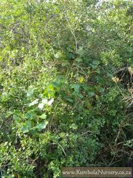 Image result for Rhoicissus tomentosa