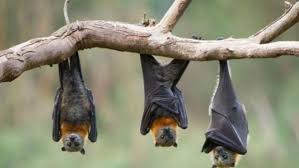 الخفافيش كل ما تحتاجو معرفته عنها وكيفية التخلص منها - شركة مكافحة ...