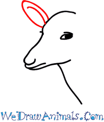 How to draw deer, drawing deer, step by step, drawing guide, by mauacheron. How To Draw A Buck Deer Head