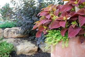 Check spelling or type a new query. Great Design Plant Sun Loving Ninebark Puts On A Color Show
