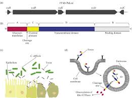 The disease ranges from mild diarrhea to severe colon inflammation that can even be fatal. Clostridium Difficile A Pathogen On The Move Sciencedirect