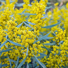 Image result for Acacia lasiopetala