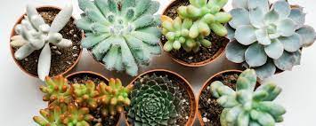Learn more here you are seeing a 360° image instead. 11 Colorful Succulents To Make Your Garden Pop Proflowers