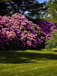 English Roseum Rhododendron In 2020 Evergreen Plants Rhododendron Shrubs