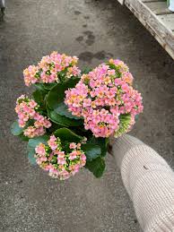 Image result for Kalanchoe calandiva