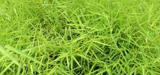 Image result for Pogonatherum