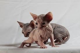 These prevalences were found in cats with an average age of 2.62 years. Caring For A Sphynx Cat
