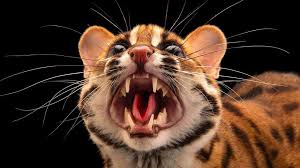 Shown below are 20 of the most endangered species in the philippines (10 plants and 10 animals) based on the iucn red list. Why Indigenous Folklore Can Save Animals Lives Bbc Future