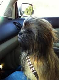Chewbarka Chewbacca Dog Animals Cute Animals