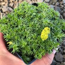 Image result for Pimpinella trifurcata