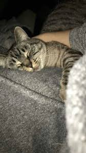 Islem Adli Kullanicinin Cats Panosundaki Pin 2020 Hayvan Bebekler Guzel Kediler Kediler Ve Yavrulari
