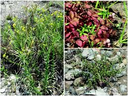 Image result for Blepharis diversispina