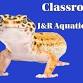 ???? Classroom Critters: Leopard Gecko Edition! ??... event in Iron Ridge, WI