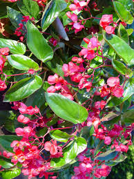 Maybe you would like to learn more about one of these? Good Plants For A Partly Sunny Window Box Pennlive Com