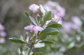 Image result for Podalyria