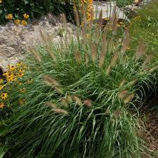 Image result for Panicum pectinellum