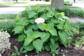 3 growing hydrangea cuttings in pots. Pliers On Hydrangea Diseases Of Hydrangea How Dangerous Are They And How To Deal With Them Chlorosis At Hortensia