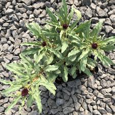 Image result for Lysimachia brevipes