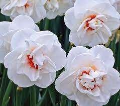 Red Daffodil Google Search White Flower Farm Daffodil Bulbs Daffodils