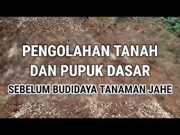 Lahan yang baik akan membuat tanaman bisa tumbuh dengan subur sehingga bisa menghasilkan umbi singkong yang berkualitas. Cara Menanam Jahe Di Lahan Terbuka Agar Jahe Berbuah Banyak Dan Besar Litetube