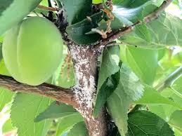 カイガラムシの駆除 対策方法 バラや多肉植物にも発生する Greensnap グリーンスナップ
