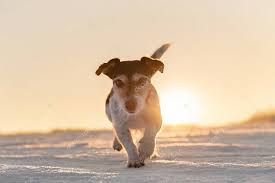 Jack Russell Terrier Dog Is Running Fast In A Atmospheric Sunris Stock Spon Terrier Dog Jack Russel Jack Russell Terrier Jack Russell Terrier Dogs