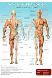 Poster Anatomie Der Mannliche Korper