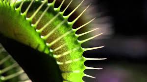 Venus flytrap food, carnivorous plant food, 2.5oz. Rosnatky A Mucholapky Sundew And Venus Flytrap Youtube