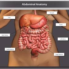 The area occupied by the abdomen is called the abdominal cavity. Normal Abdominal Anatomy Of Organs Trialexhibits Inc