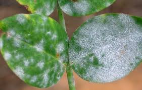 Jul 28, 2020 · powdery mildew or white fuzzy mold on plants is commonly caused by the fungal pathogen podosphaera xanthii. Removing Mold From Houseplants Https Branchservicesinc Com