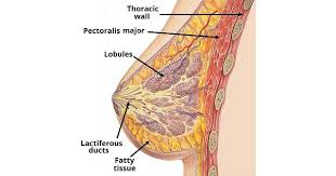 Check spelling or type a new query. Breast Anatomy Www Medicoapps Org