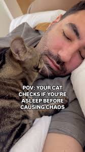 Kareem & Fifi (@dontstopmeowing) • Instagram photos and videos