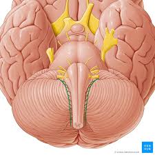 نتیجه جستجوی لغت [accessorius] در گوگل