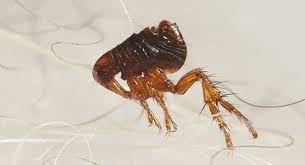 The landlord or the tenant? What Happens To Fleas In Winter