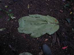 Image result for Gilbertiodendron dewevrei