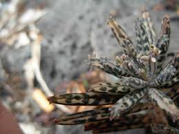 Image result for Bryophyllum tubiflorum