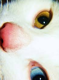 i heard your voice but i couldn t tell it was you 動物 ねこ 猫