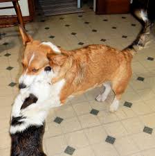 Cardigan welsh corgis are eager learners and quickly understand what is expected of them. 2016 8 6 Camilla With Ruby 4 Mo Wildwood Cardigan Corgis Flickr