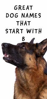This list has 500 names to choose from, including a variety of classic and unique options. Dog Names That Start With B Beautiful And Brilliant Ideas