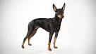 Toy Manchester Terrier Breed Information & Pictures ...