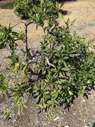Image result for Sphaeropsis tumefaciens oleander symptoms