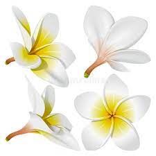 Hawaiian Necklace Flowers Frangipani Plumeria Hawaii Bali Indonesia Shri Affiliate Frangipani Flower Drawing Flower Illustration Vector Flowers