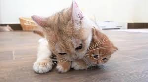 Baby, it's time to bathe, Mom cat bathes kitten Miracle on a strict  schedule 🤣 - YouTube